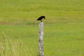 The white-browed meadowlark (Leistes superciliaris) perched on a fence post. Bird endemic to South America.