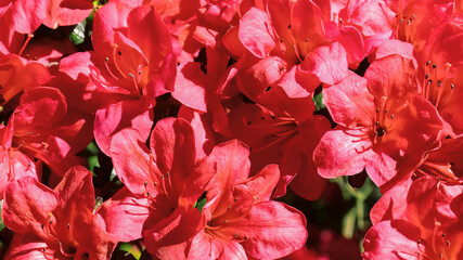 Nature background with red azaleas