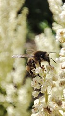 Bee pollinates plants white flowers