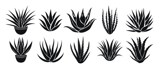 Aloe vera vector illustration. Agave leaves hand drawn black on white background. Cosmetic plant silhouette.