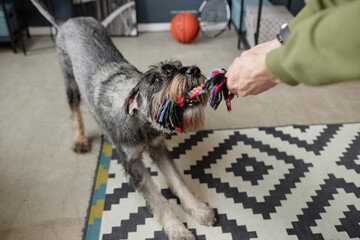 High angle portrait of young and active of schnauzer dog playing tug with unrecognizable human...