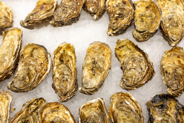 Fresh Oysters on the counter on ice in store. Oysters for sale at the seafood market. Aphrodisiac sea restaurant, expensive fresh food, dish menu