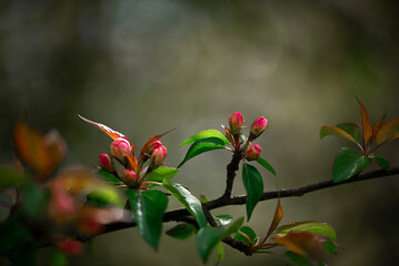 a small branch of some kind with pink flowers on it