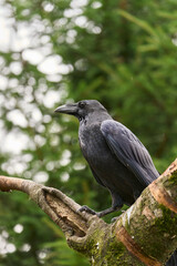 Crow perched atop a branch of a tree in a lush, green forest.