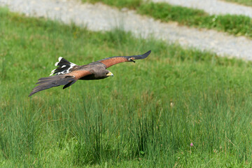 Hawk majestically gliding in the sky above a lush green forest.