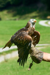 Person standing outdoors in a park, with one arm outstretched, cradling an eagle.