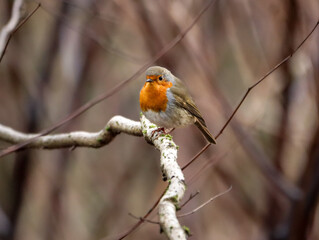 Selective focus shot of a beautiful orange robin perched on a branch