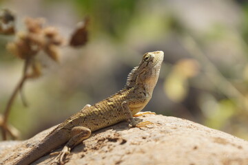 Selective focus shot lizard stands atop a jagged rock illuminated by the sun