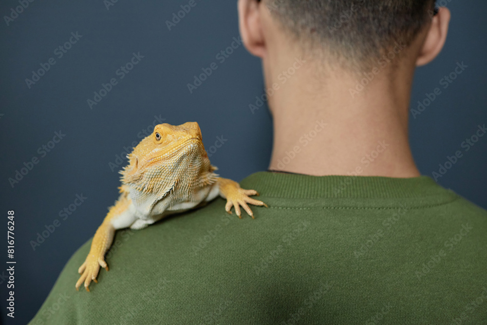 Poster back view closeup of unrecognizable man with iguana sitting on shoulder, copy space