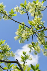 Snow flower Fringe tree and blue sky taken looking up