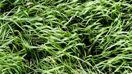 closeup grass, garden picture, grass field background, green grass, green background, green grass texture