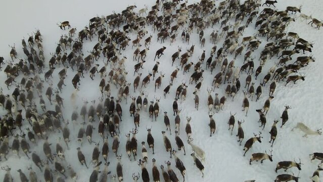 Deer walking through a snowy forest in winter, drone shot