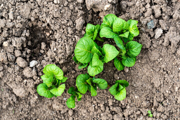 Earthing Up in Spring of Home Grown Organic Potato Plants (Solanum tuberosum) Growing in a Raised Bed on an Allotment in a Vegetable Garden