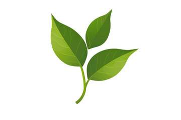 Obraz premium A leafy green plant with three leaves. The image has a calm and peaceful mood