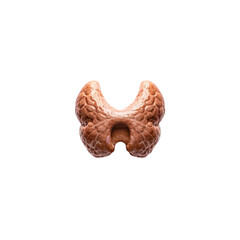 Image of the thyroid gland transparent photo