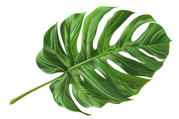 A green leaf with a transparent background. The leaf is large and has a lot of detail. It looks like a tropical plant