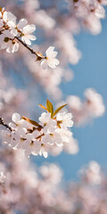 Cherry blossom in full bloom against stark minimalist landscape. Soft spring breeze brings petals to life