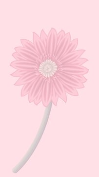 Background Yerbera flower