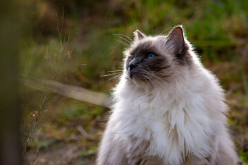 portrait of a ragdoll cat basking in the sun