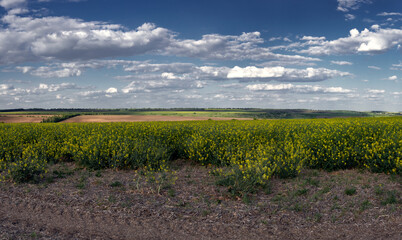 Rapeseed is ripening in the fields. Vast horizons of central Ukraine. Flying clouds along the...