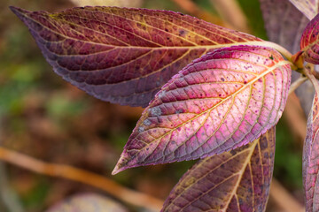 Closeup of dried leaves on a branch in autumn