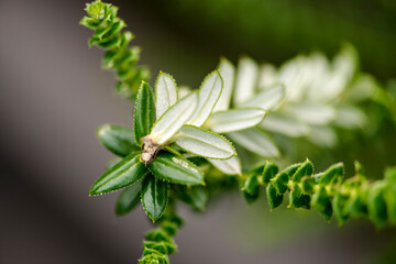 Closeup of a vibrant green twig