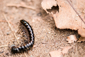 Close-up of a small black insect resting on a patch of dirt