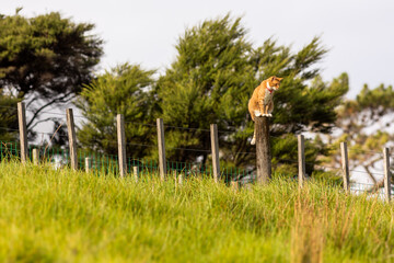 Farm cat with a vantage point