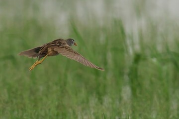 White-brown crake in flight soaring above a vivid green meadow