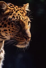North Chinese leopard is looking to the side with its intense gaze, gazing off into the distance