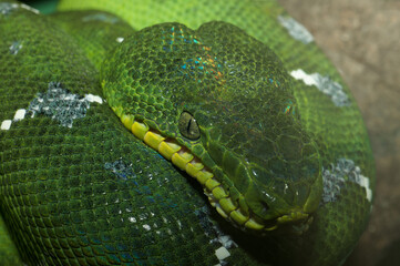 Emerald tree boa with distinctive spots along its face and neck and its arms coiled around itself