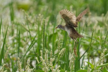White-brown crake soaring through a vibrant green field of wildflowers, its wings spread wide