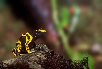 Yellow-banded poison arrow frog perched atop a rock in a natural setting