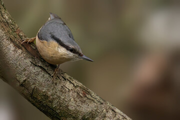 Small nuthatch perched on the side of a tree branch, its feathers ruffled by the breeze