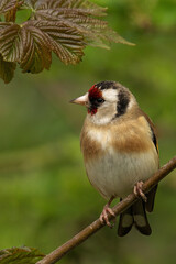 Adorable goldfinch perched on top of a branch of a lush green tree, with its head turned