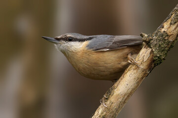Nuthatch perched on a branch, gazing directly into the camera with its beady eyes