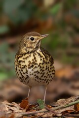 Song Thrush stands in a lush and vibrant meadow, surrounded by green foliage