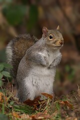 Grey squirrel stands on one foot in a wooded environment, looking up at the sky