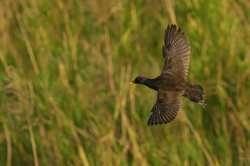 Beautiful moorhen perched atop a patch of lush grass, its wings spread wide © Wirestock