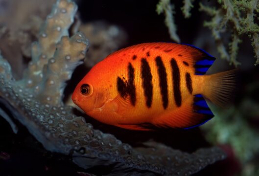 Vivid flame angelfish with vibrant blue stripes covering its body