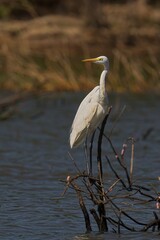 Great egret perched atop a tall tree branch, overlooking its surrounding area