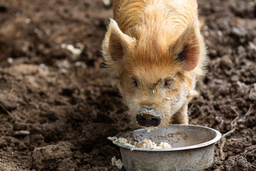 kunekune pig having breakfast