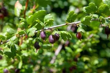 Ripe gooseberries in the garden on the bush. .