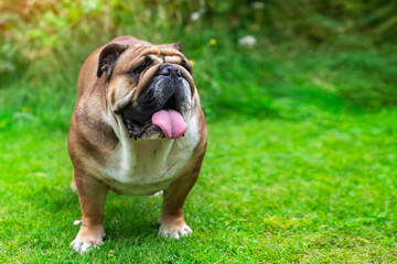 english bulldog sitting on grass  on summer day with copy space