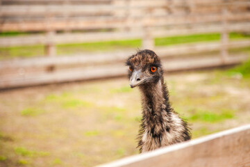 Close up view of cute ostrich emu. Australian ostrich emu walk in the paddock. Emu is second largest living bird on the planet. .