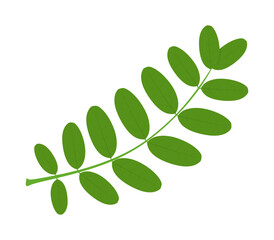 Obraz premium Vector Acacia leaf isolated on white background. Green leaves of acacia. Botanical natural plant, design Element for Card, Spring Holidays Decoration, Invitation. Colored flat vector illustration