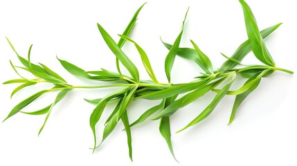 Fototapeta premium A high-resolution photograph of tarragon sprigs on a white background, capturing the narrow, aromatic leaves