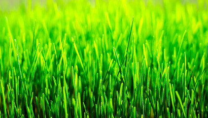 Wheatgrass seedlings close-up, illuminated by the sun. Vegan healthy food.