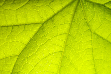 Cucumber leaf background close up. Abstract natural background.