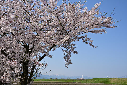 There is an agricultural canal called the Hariyamaguchi Irrigation Canal, which is lined with beautiful cherry blossom trees. On the opposite shore, you can also see the chimneys of the Clean Center.